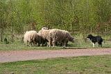 BORDER COLLIE - MOUTONS 059